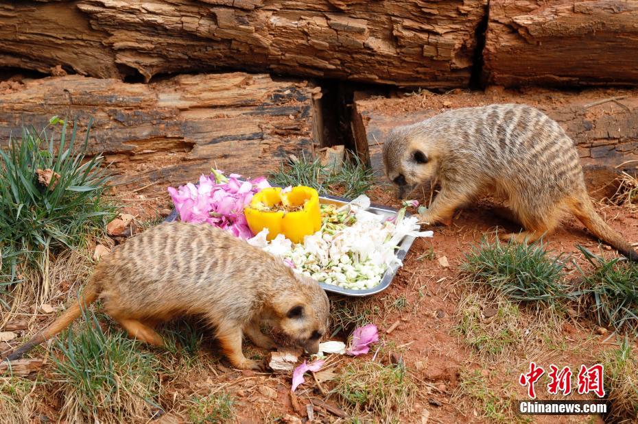 「花の御馳走」で春を味わう動(dòng)物たち　雲(yún)南省