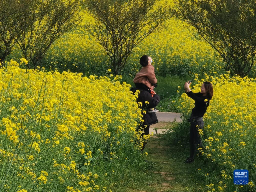 菜の花が満開(kāi)　芳香に包まれる江蘇省南京の國(guó)際慢城