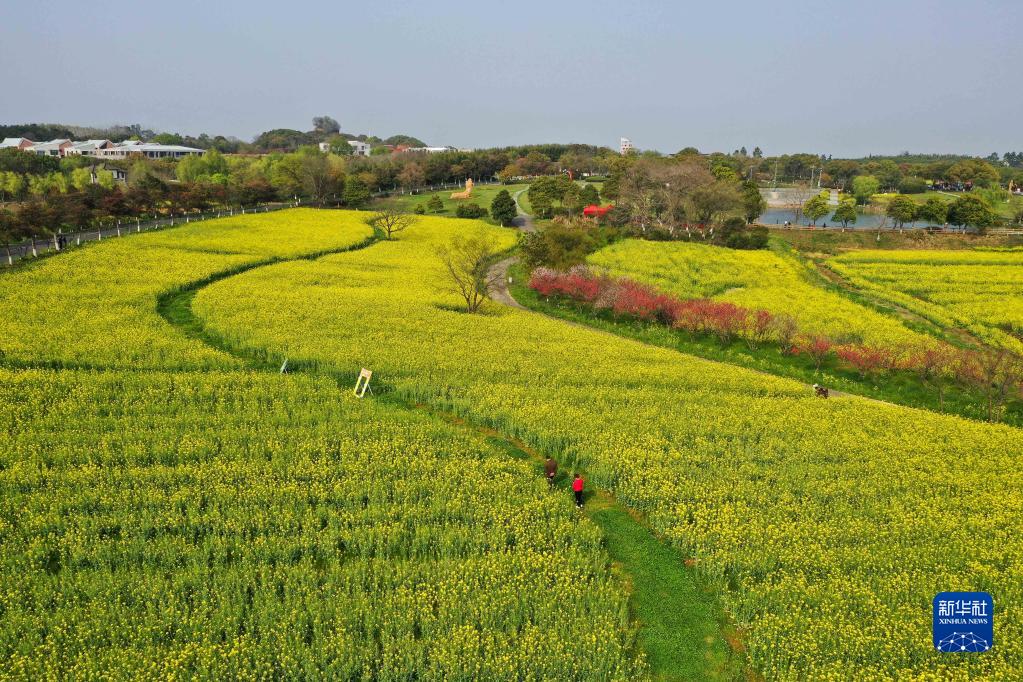 菜の花が満開　芳香に包まれる江蘇省南京の國際慢城