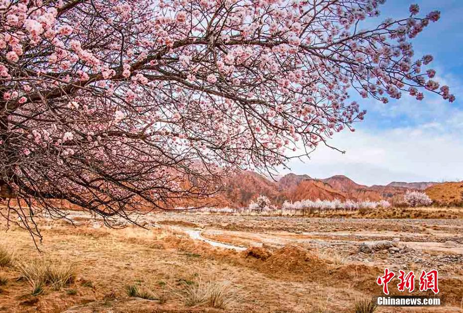 アンズの花が満開となり丹霞地形と「競(jìng)演」　青海省