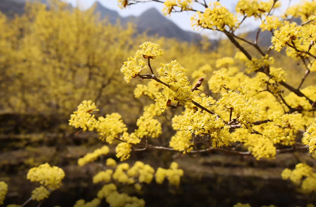 トウグミの花が満開の春の山の景色　山西?蠎河