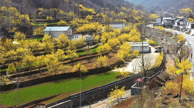 トウグミの花が満開の春の山の景色　山西?蠎河