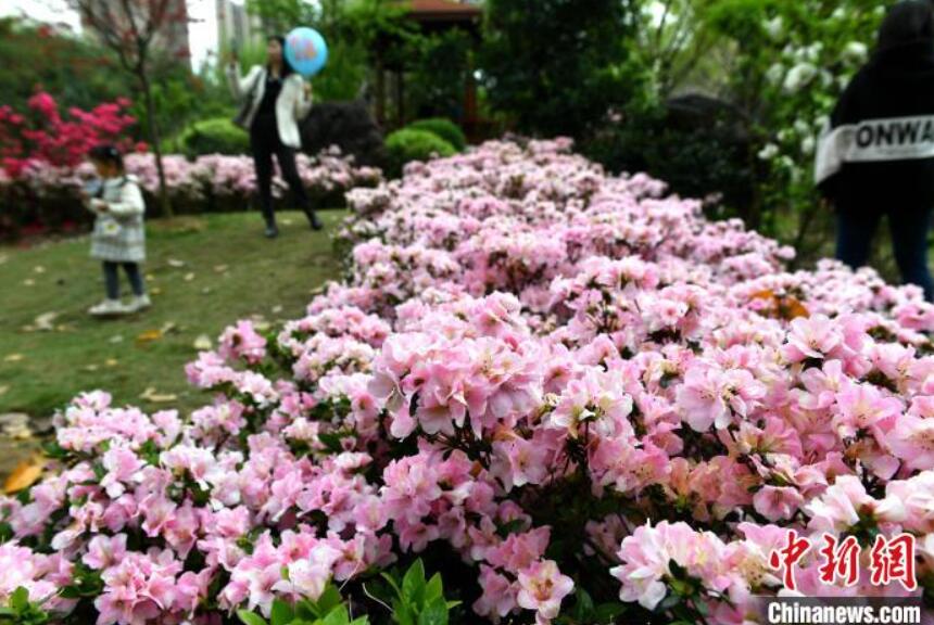 公園でツツジを鑑賞する人々（撮影?呂明）。