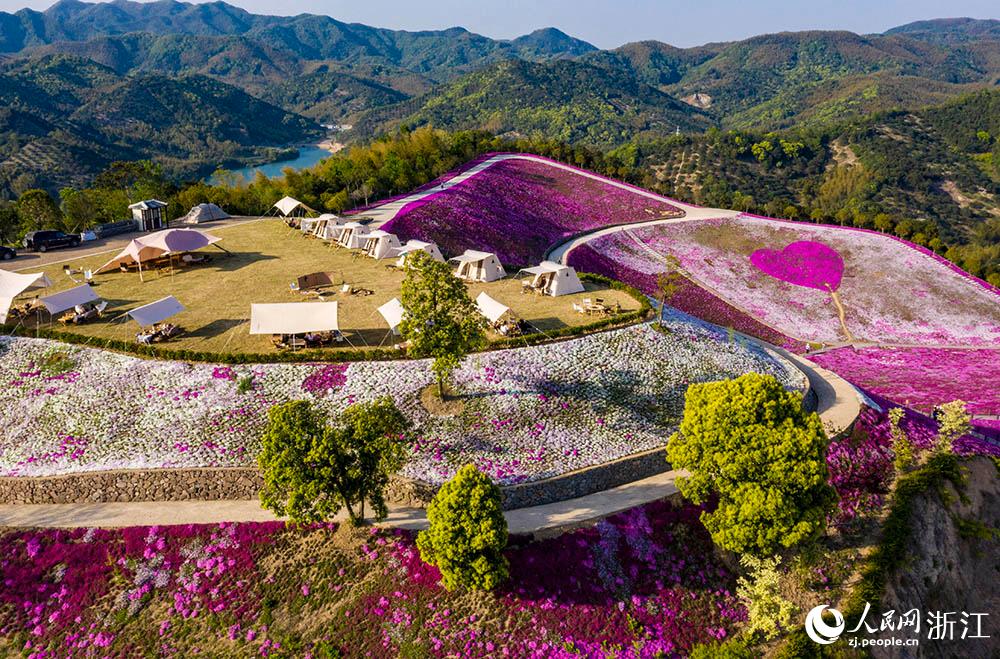 鮮やかな一面のピンク！芝桜が満開に　浙江省寧波