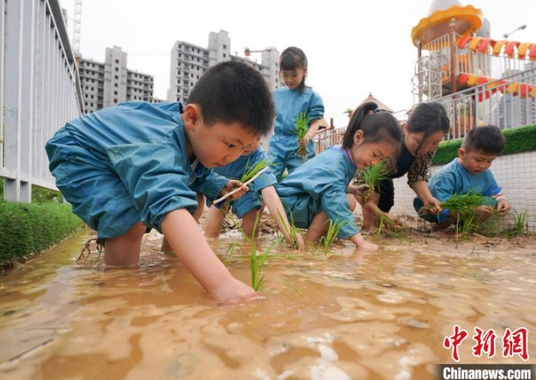 4月14日、江西省新余市蓓蕾幼稚園で、教員の指導(dǎo)のもと、稲に関する知識を?qū)Wび、田植えを體験する園児たち（撮影?趙春亮）。