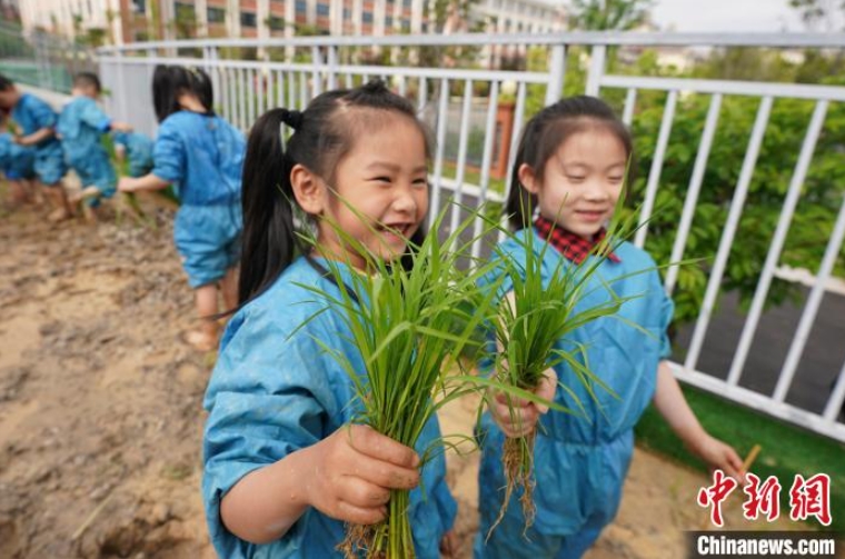 田植えの季節(jié)がやって來た！園児たちが田植えを體験　江西省新余