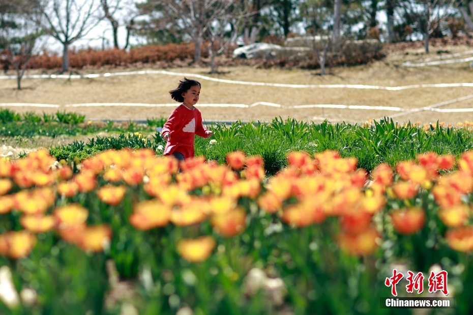 チューリップ30萬本が満開迎えた北京世園公園