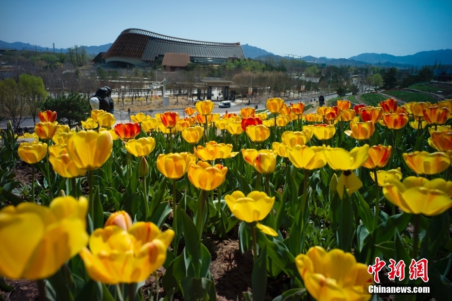 4月16日、北京世園公園のチューリップ畑で花見をする市民（撮影?盛佳鵬）。