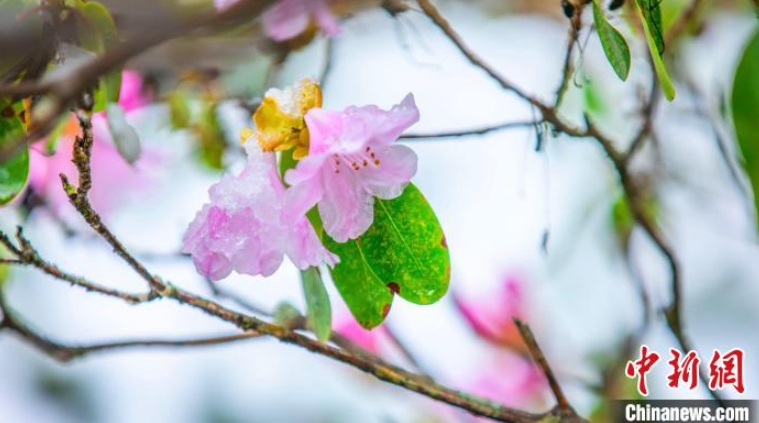 4月に舞い散る「春の雪」　湖北省神農(nóng)架