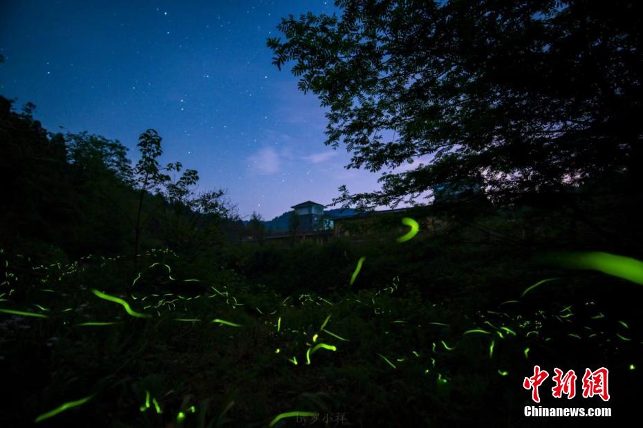 無數(shù)の星のように林の中を飛び回るホタル　四川省