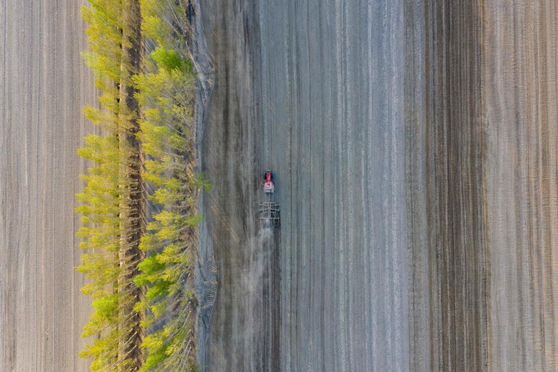 機(jī)械化された綿花栽培　種まきがピークを迎える新疆