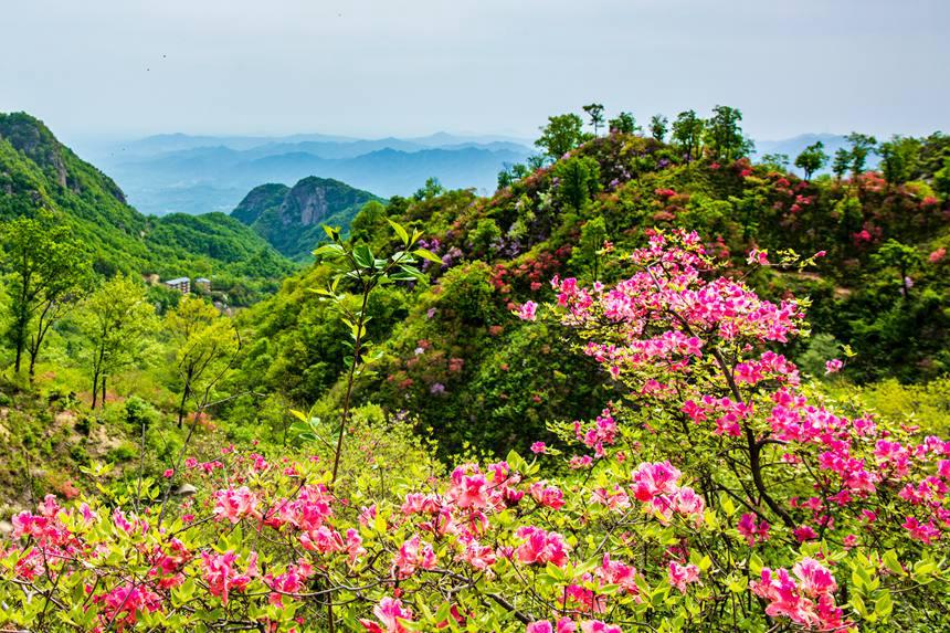 山々に咲き誇るツツジ　河南省魯山