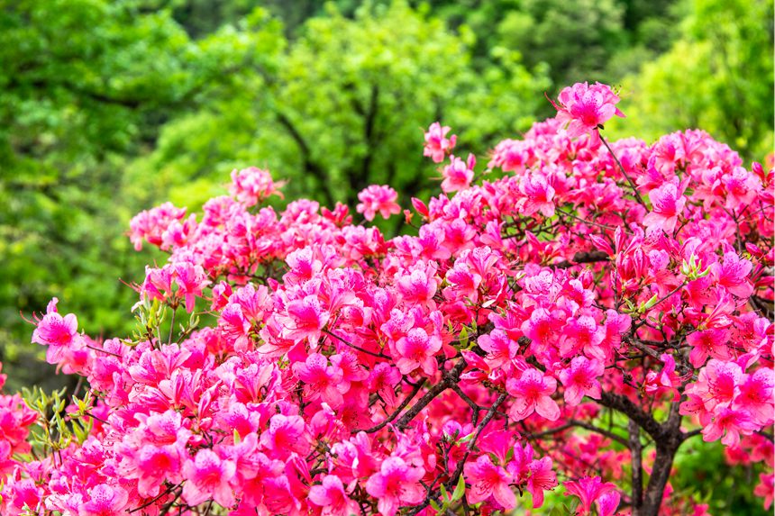 山々に咲き誇るツツジ　河南省魯山