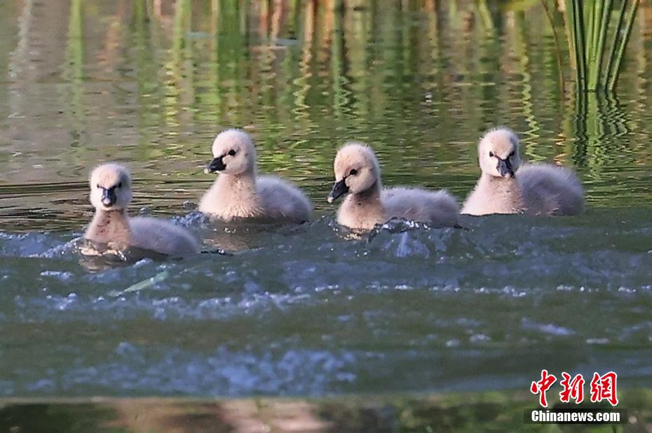 動(dòng)物の楽園でコクチョウ一家が人気者に　江蘇省南京市紫金山