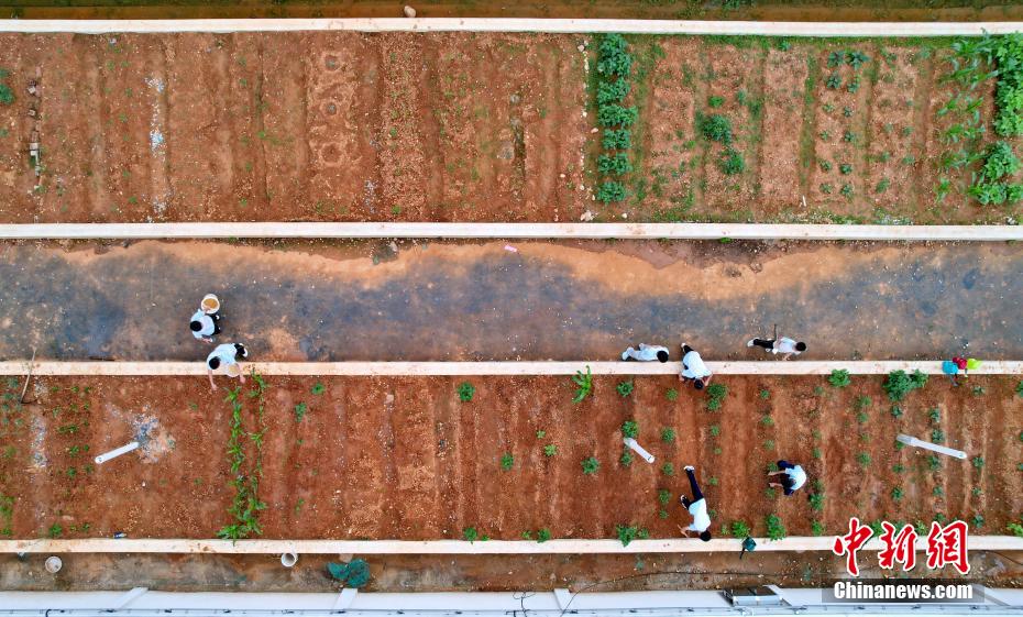 江西省贛州市の學(xué)校に「屋上菜園」 生徒が「農(nóng)夫」に