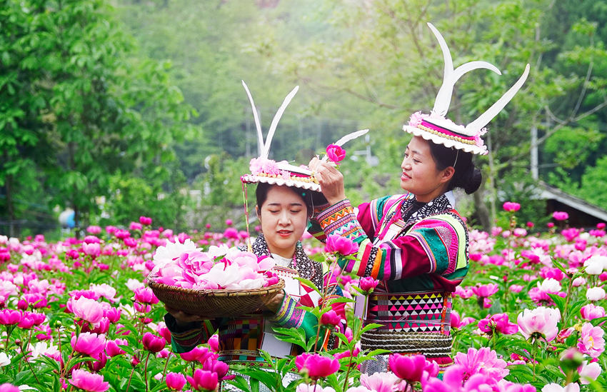 シャクヤクの花を摘むチベット族の女性（撮影?胡宇）。