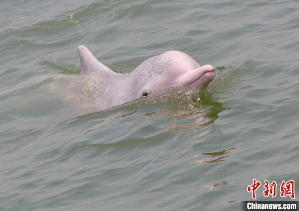 海面で遊ぶシナウスイロイルカ（撮影?趙一）。