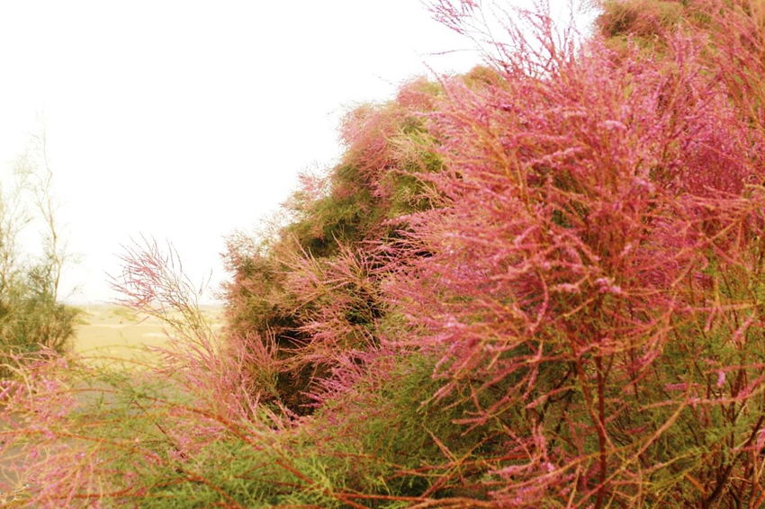 砂漠緑化が植物園へと発展