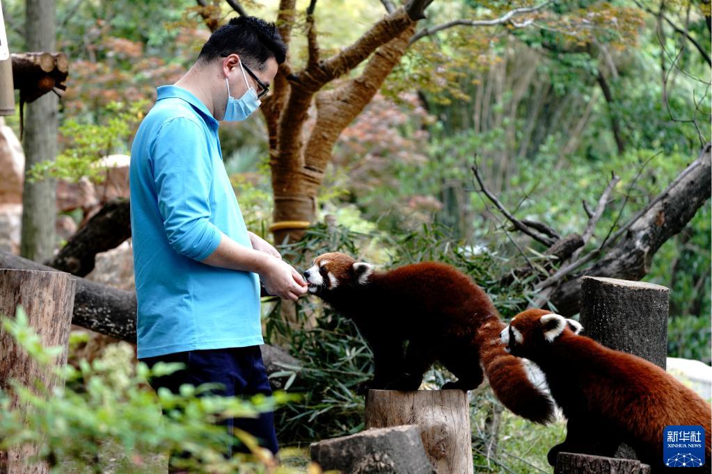 上海動(dòng)物園で、レッサーパンダにエサをやる飼育員（5月19日撮影?張建松）。