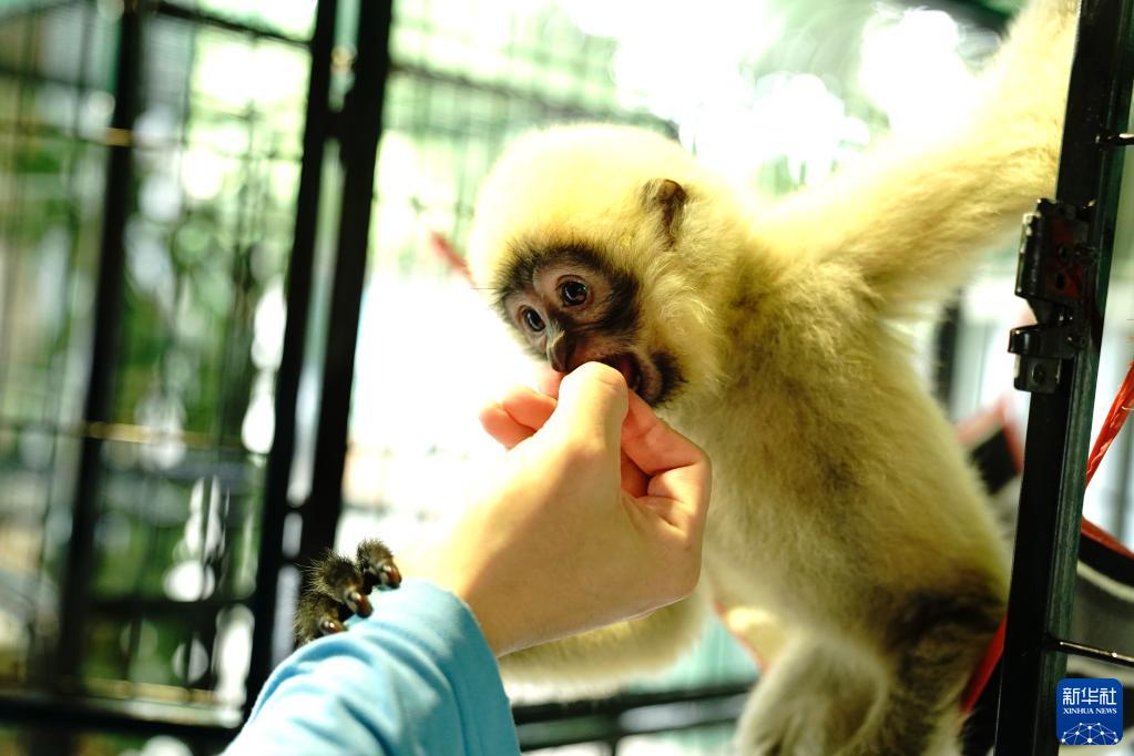 感染予防コントロール措置下の上海動物園を訪ねて