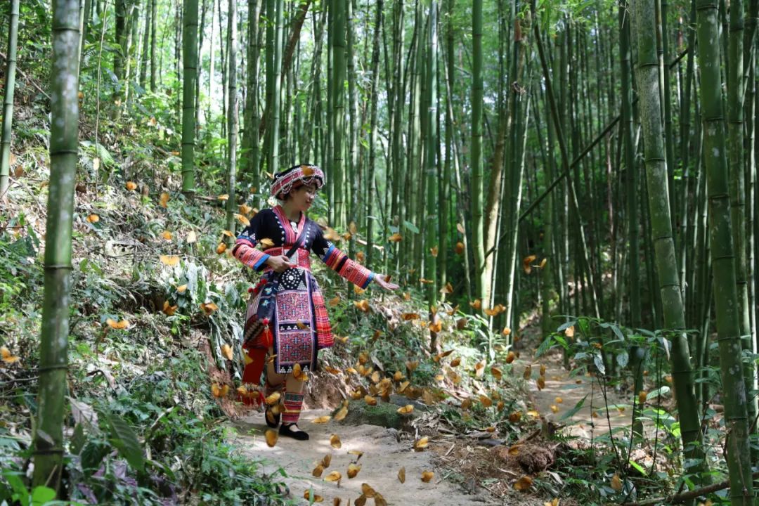 2021年5月、チョウの群れが舞う紅河ハニ族イ族自治州金平県の蝴蝶谷を歩く女性（撮影?高飛）。