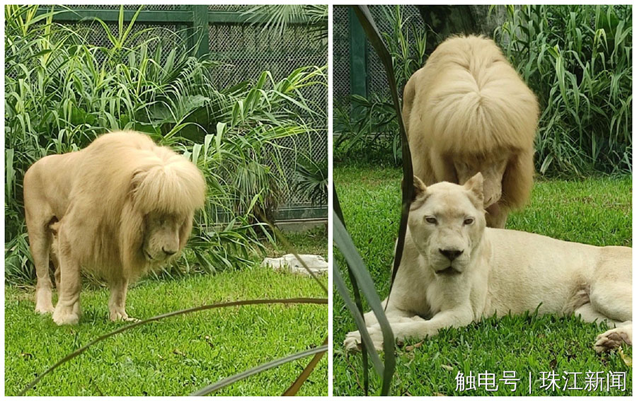 ぱっつん前髪のライオン　話題のヘアスタイルに広州動(dòng)物園がコメント