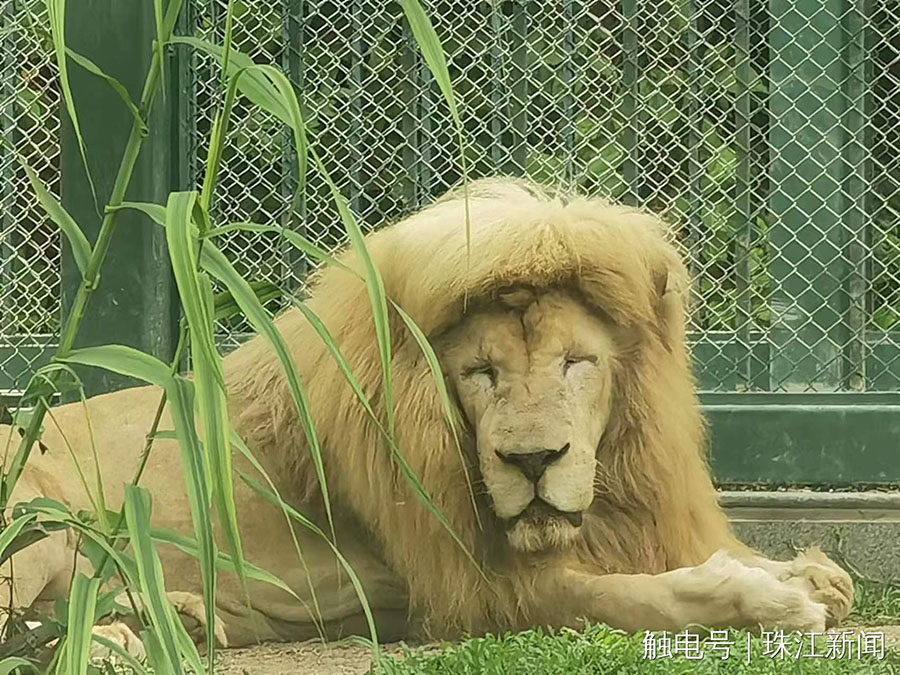 ぱっつん前髪のライオン　話題のヘアスタイルに広州動(dòng)物園がコメント