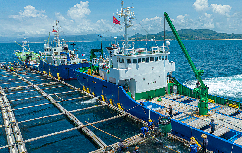 5月30日、海南省萬(wàn)寧市沖で日本籍の漁船にブリ稚魚(yú)を運(yùn)搬する作業(yè)員。（寫(xiě)真著作権はCFP視覚中國(guó)が所有のため転載禁止）