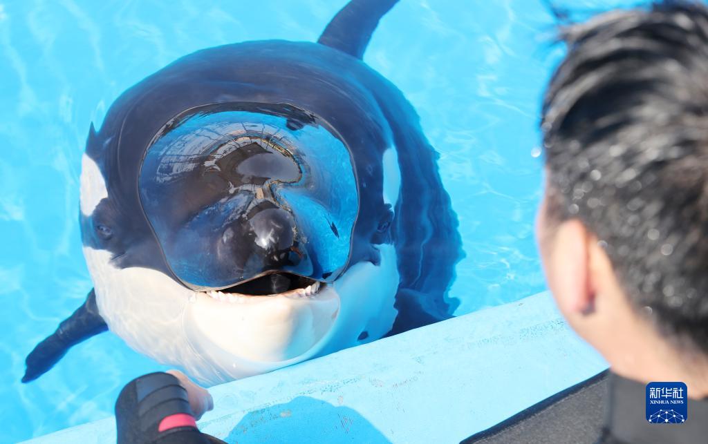 上海海昌海洋公園で、水辺でシャチの赤ちゃんと交流する飼育員（5月31日撮影?方喆）。