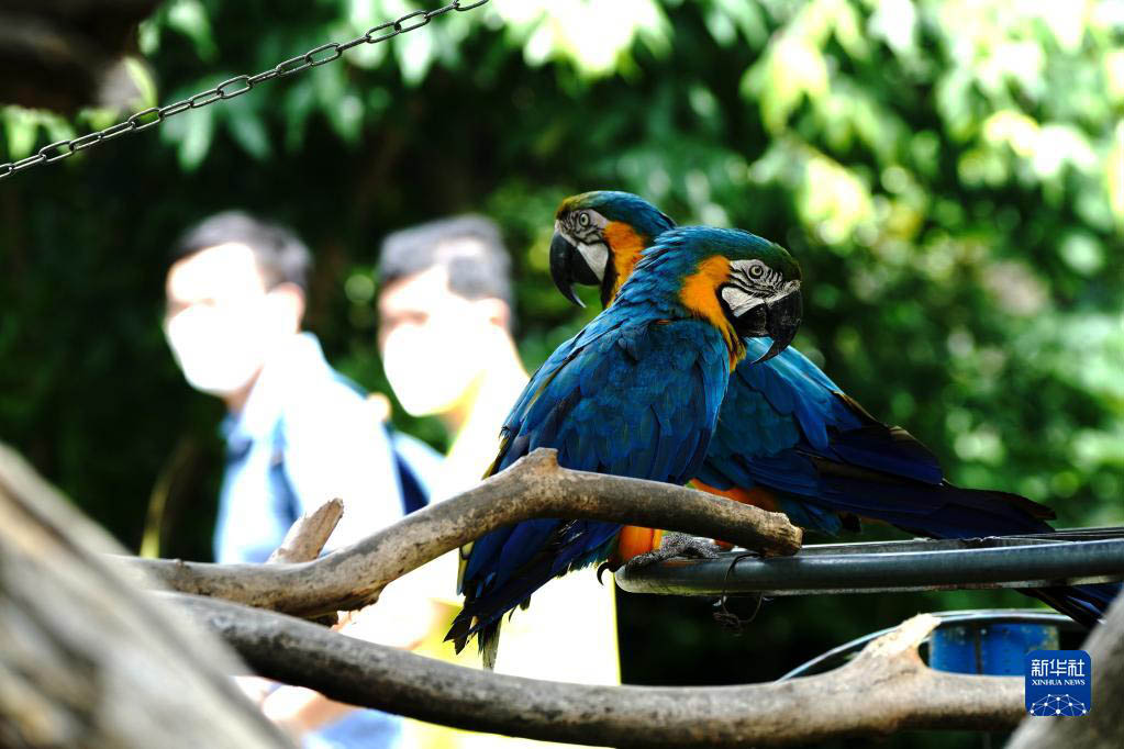 上海動(dòng)物園が約2ヶ月半ぶりに再開(kāi)