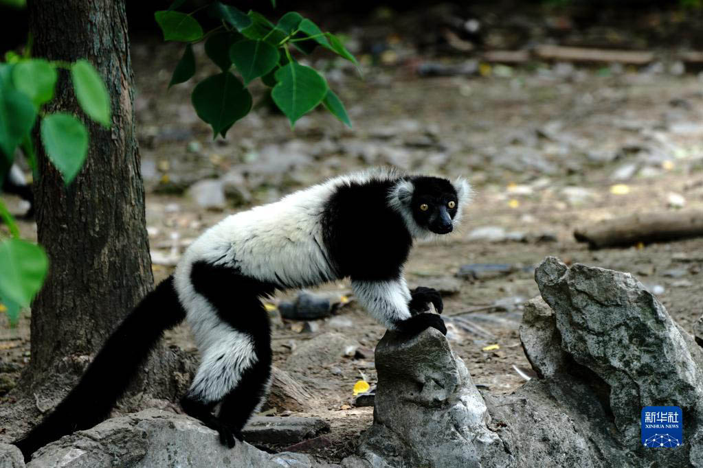 上海動物園が約2ヶ月半ぶりに再開