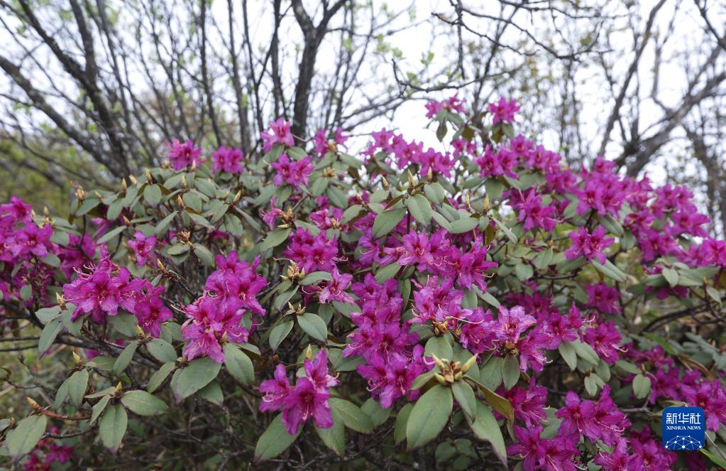 竜門山でツツジが開(kāi)花　四川省成都