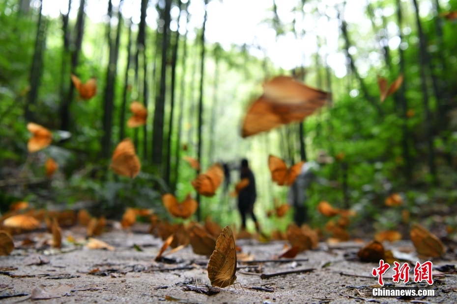 森の中を飛ぶワモンチョウ（6月7日撮影?劉冉陽(yáng)）。