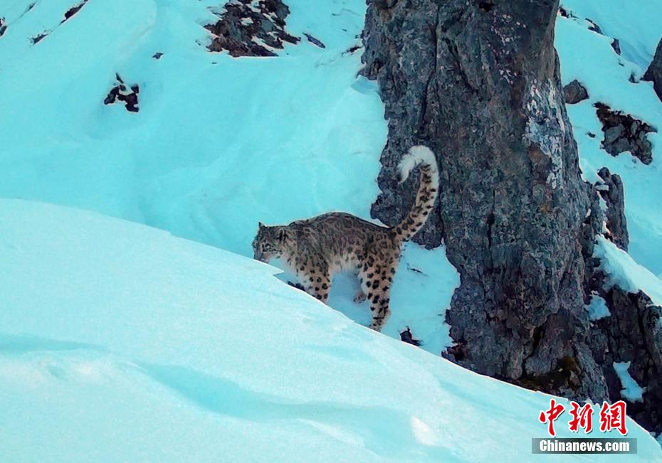 赤外線カメラが捉えたユキヒョウ（寫真提供?ジャイアントパンダ國家公園王朗エリア）。