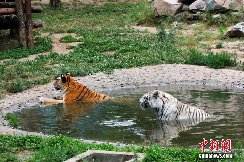 ひんやりスイカに水浴びも！動物園の暑さ対策色々　陝西省