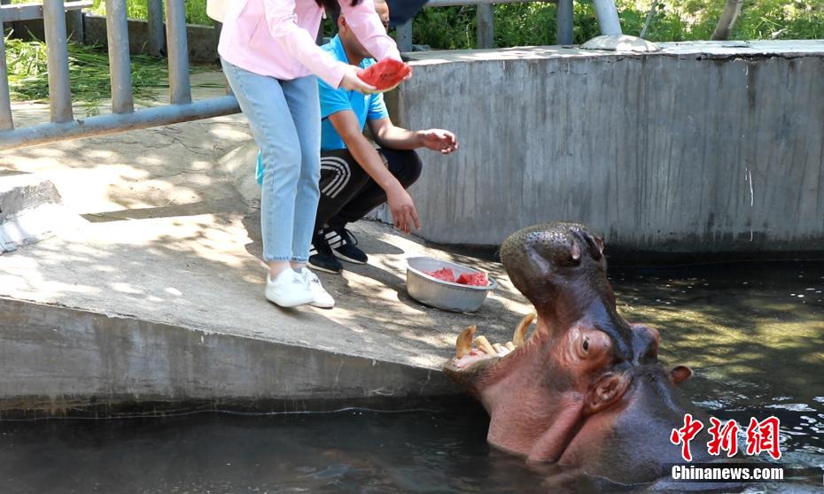 ひんやりスイカに水浴びも！動物園の暑さ対策色々　陝西省