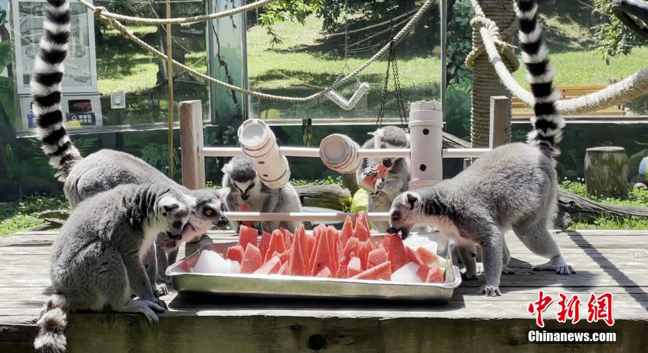 ひんやりスイカに水浴びも！動(dòng)物園の暑さ対策色々　陝西省