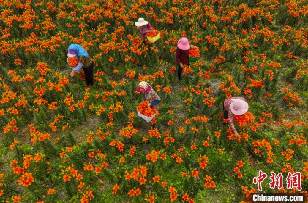 6月21日、山東省栄成市虎山鎮(zhèn)東荘村のユリ栽培園で百合を収穫する花農(nóng)家（撮影?李信君）。