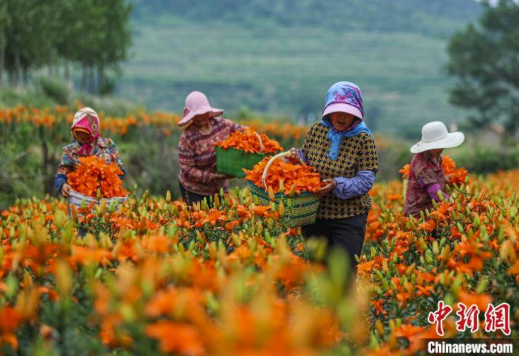 ユリを栽培して暮らしを豊かにする花農(nóng)家　山東省栄成