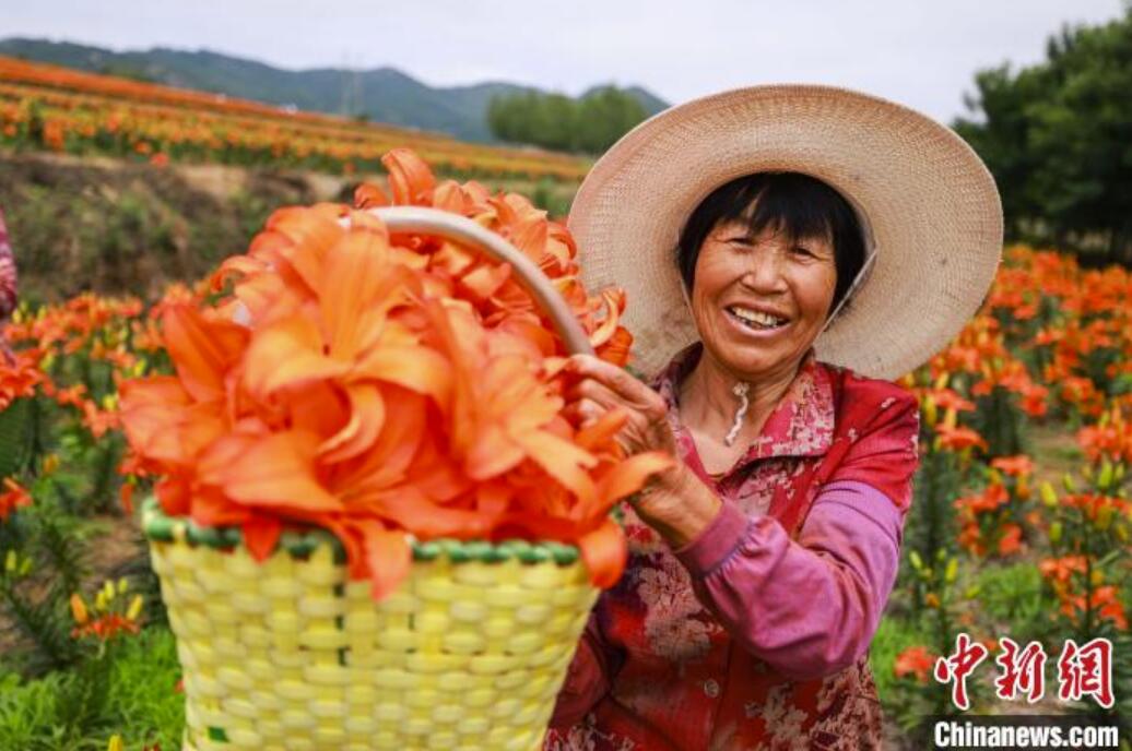 ユリを栽培して暮らしを豊かにする花農(nóng)家　山東省栄成