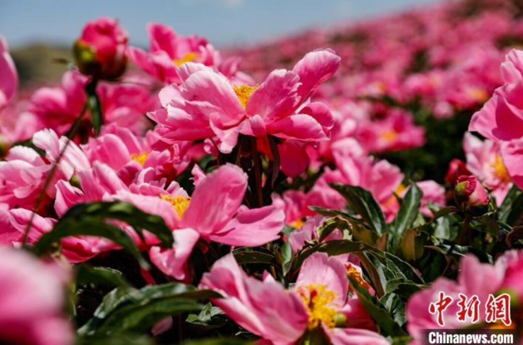 シャクヤクの花畑（撮影?許吉年）。