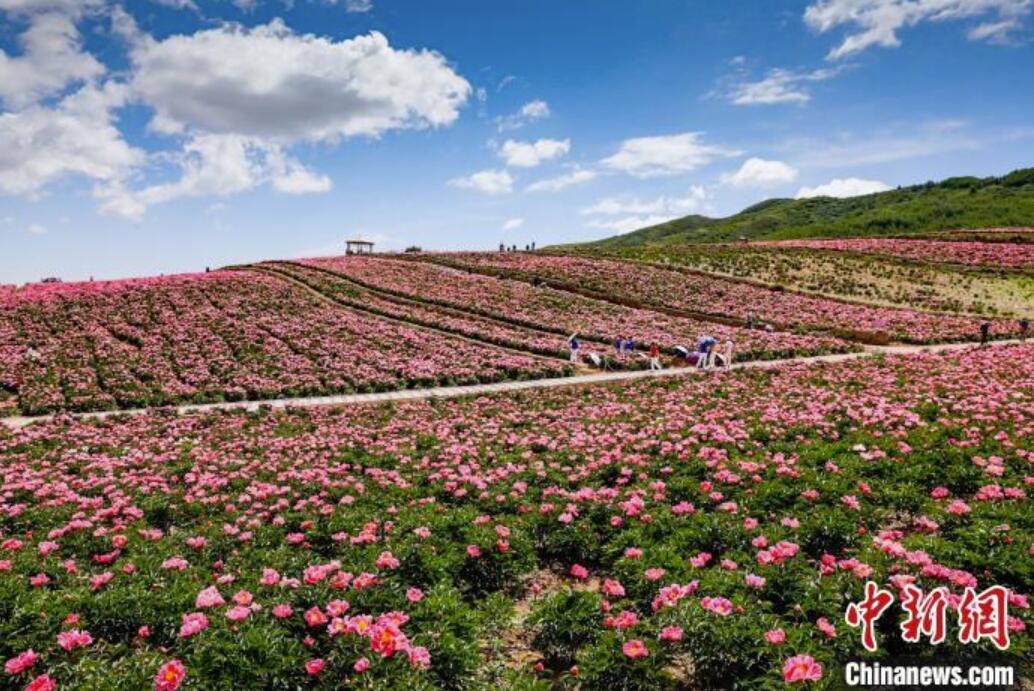 初夏の甘粛省古浪でシャクヤクの花が満開(kāi)に