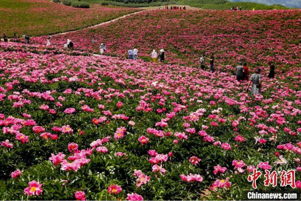 初夏の甘粛省古浪でシャクヤクの花が満開に