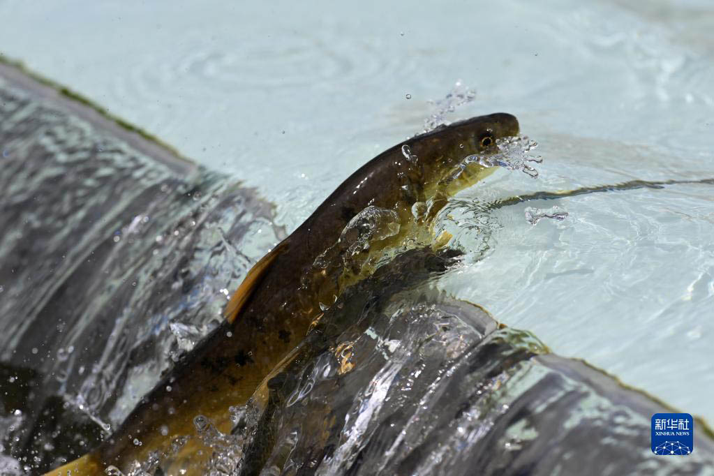 青海湖　湟魚(yú)の回遊がピークを迎える