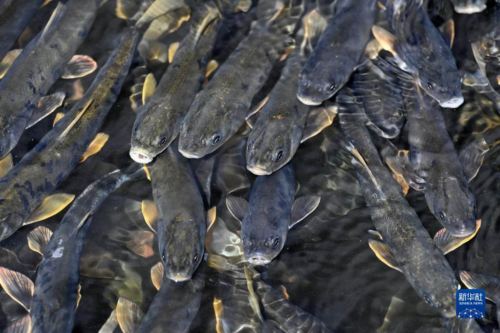 青海湖　湟魚(yú)の回遊がピークを迎える