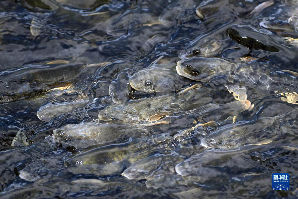 青海湖　湟魚の回遊がピークを迎える