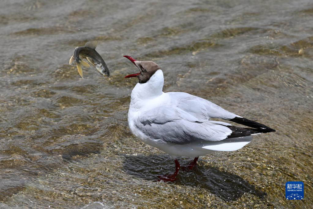 青海湖　湟魚の回遊がピークを迎える