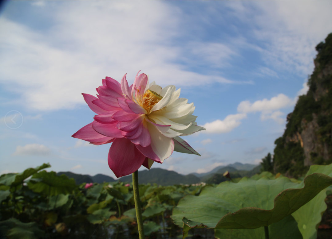 ピンクと白のツートンカラーのハスの花　雲(yún)南省