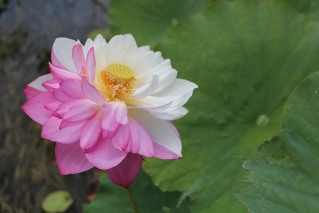 ピンクと白のツートンカラーのハスの花　雲(yún)南省