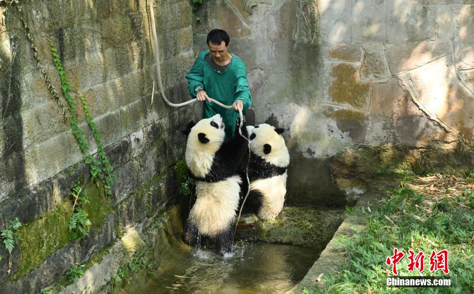 重慶動物園で、「星星」（シンシン）と「辰辰」（チェンチェン）に水浴びをさせる飼育員（撮影?周毅）。